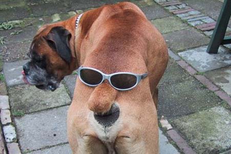 Dog With Sunglasses